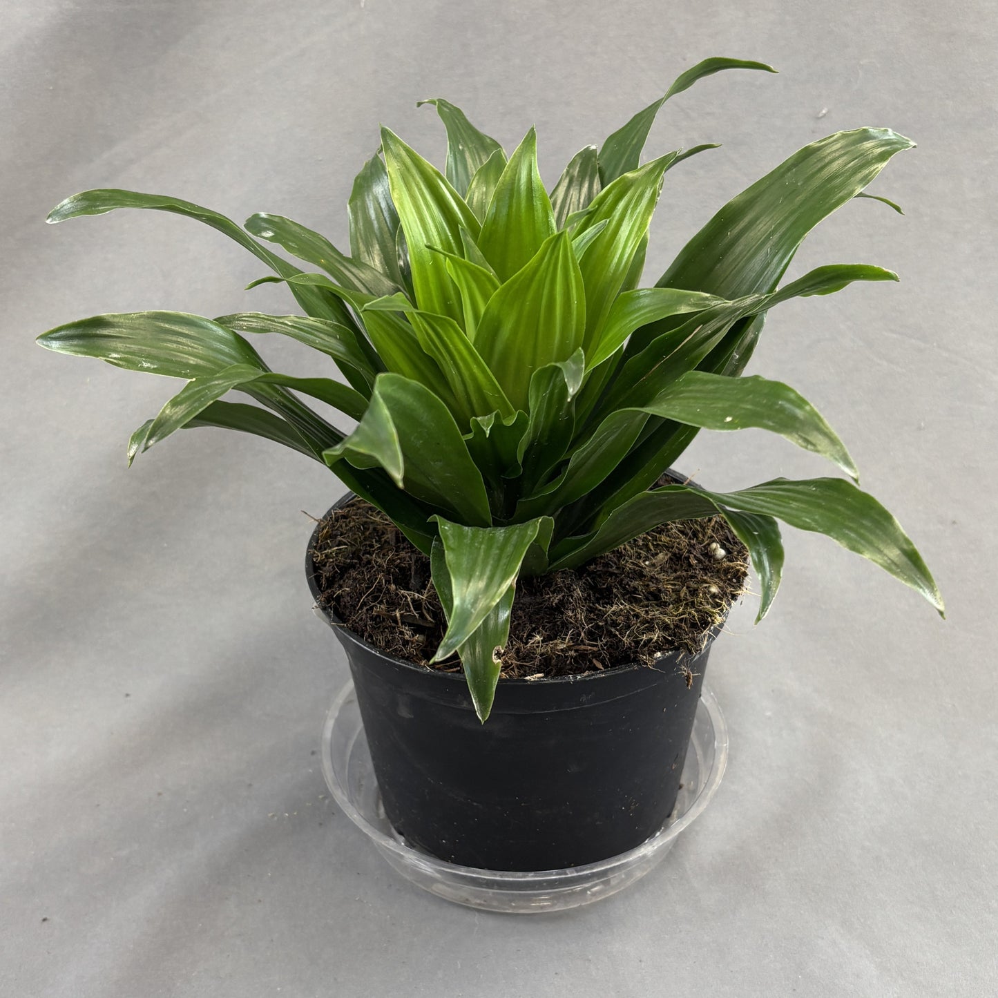 Dracaena 'Janet Craig'