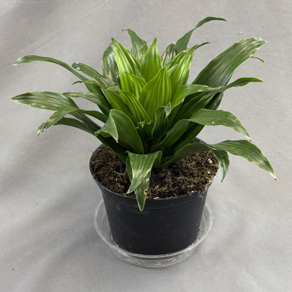 Dracaena 'Janet Craig'