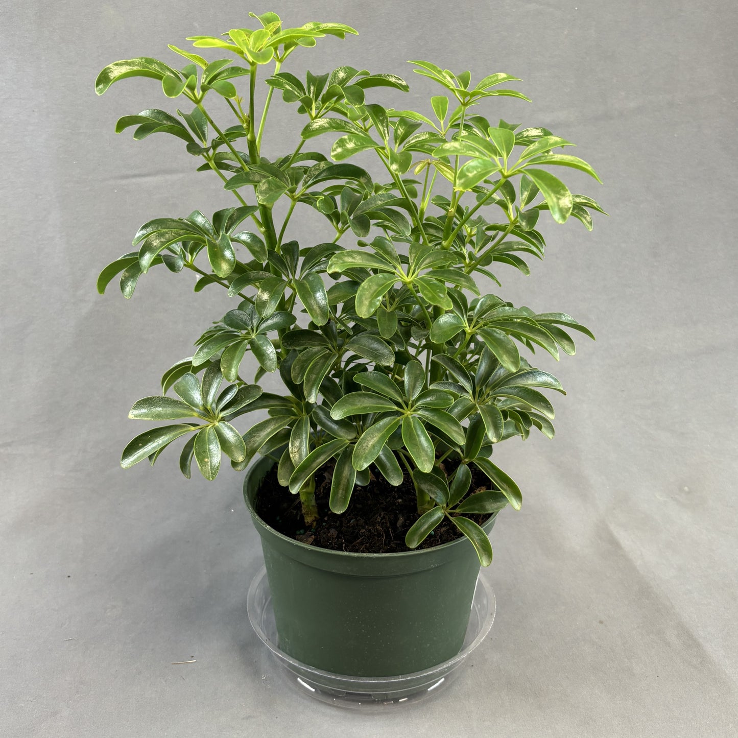 Schefflera arboricola