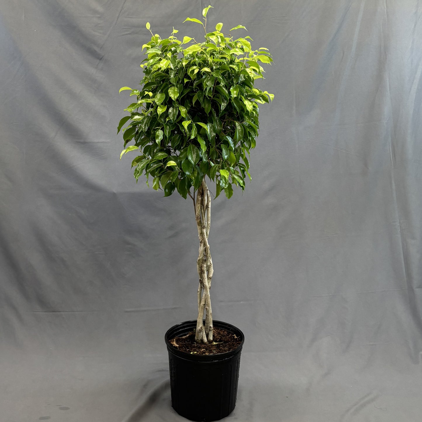 Ficus benjamina