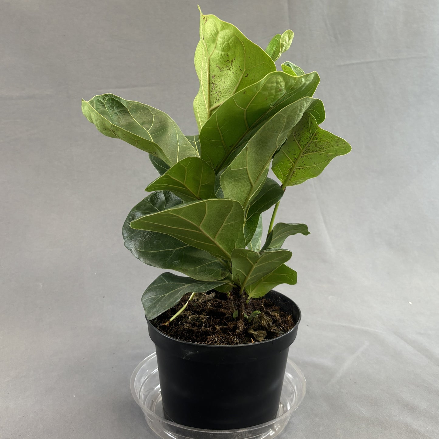 Ficus 'Fiddle Leaf Fig'