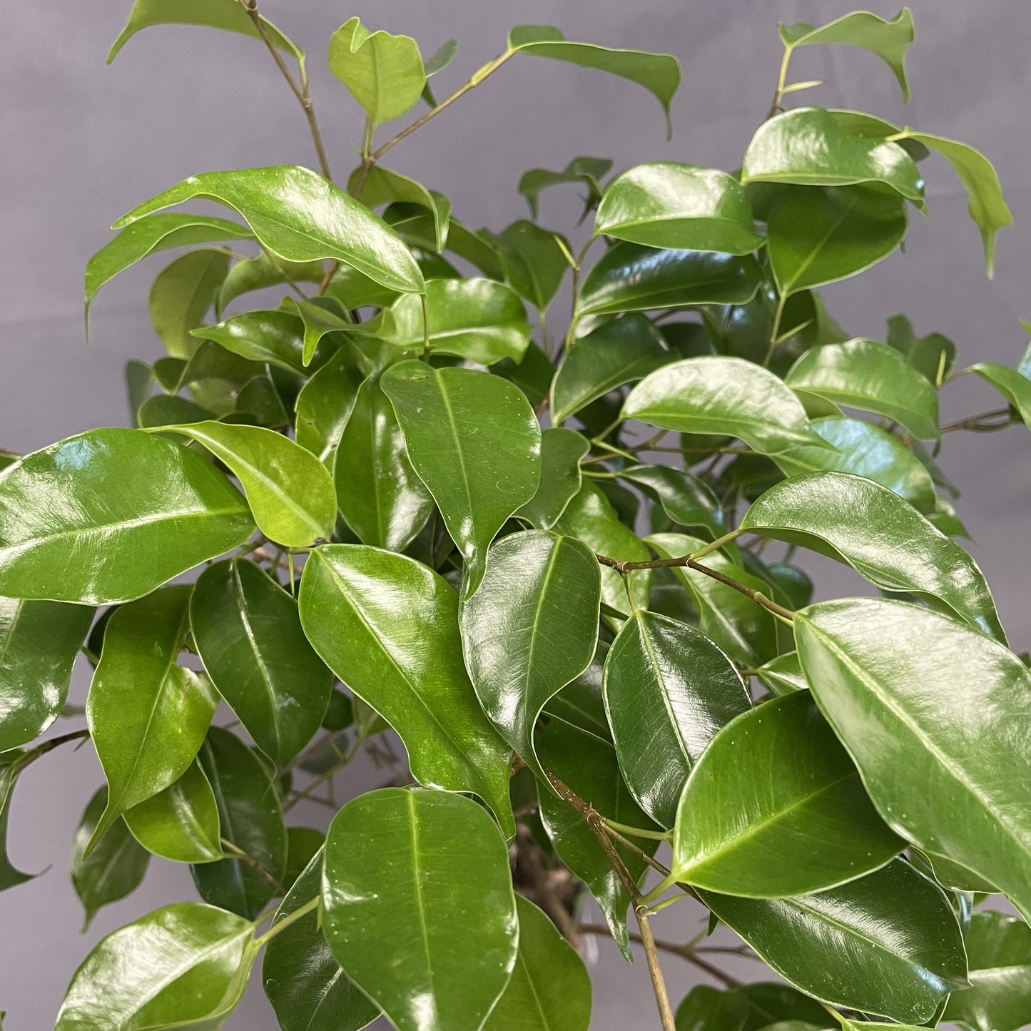 Ficus benjamina