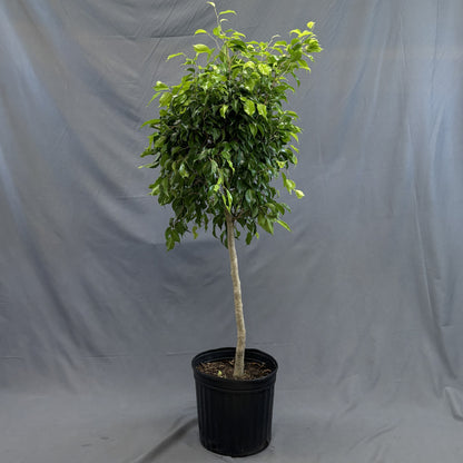 Ficus benjamina