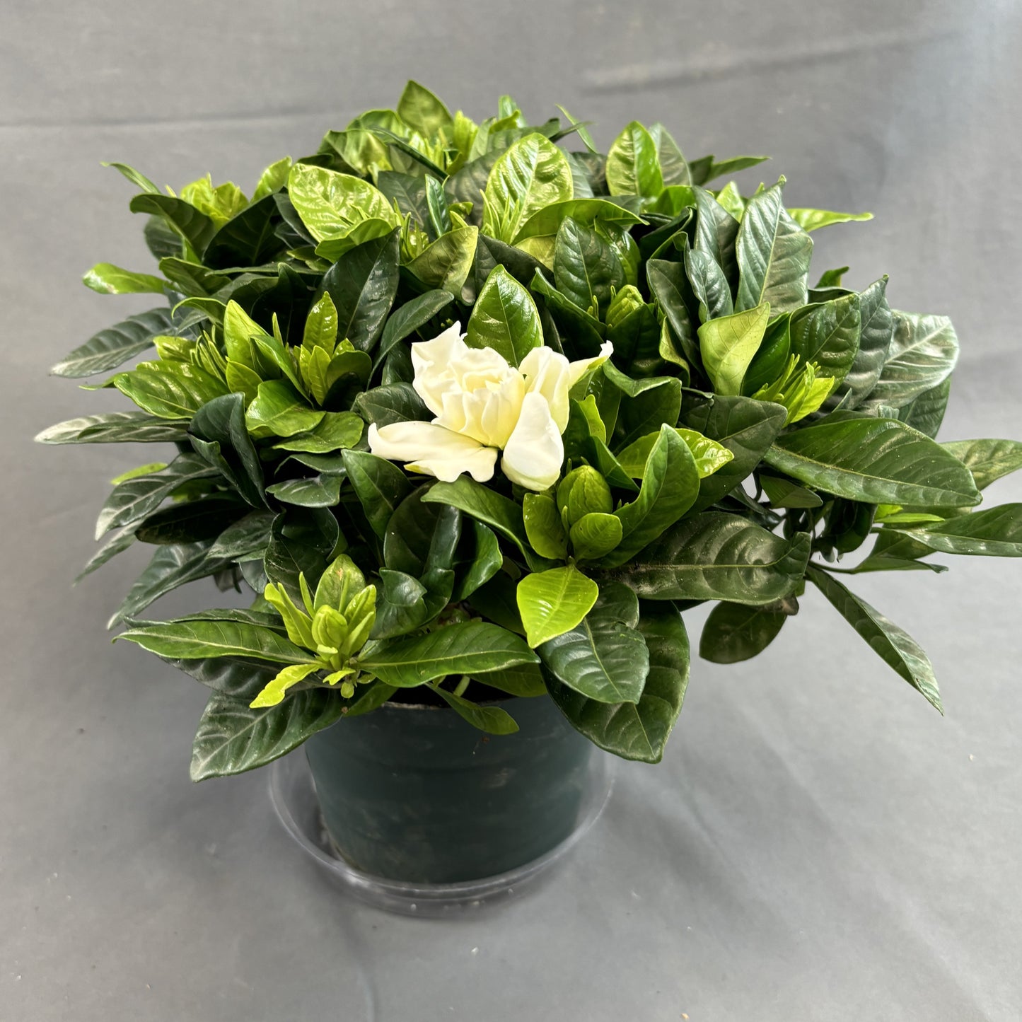 Gardenia