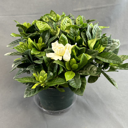 Gardenia