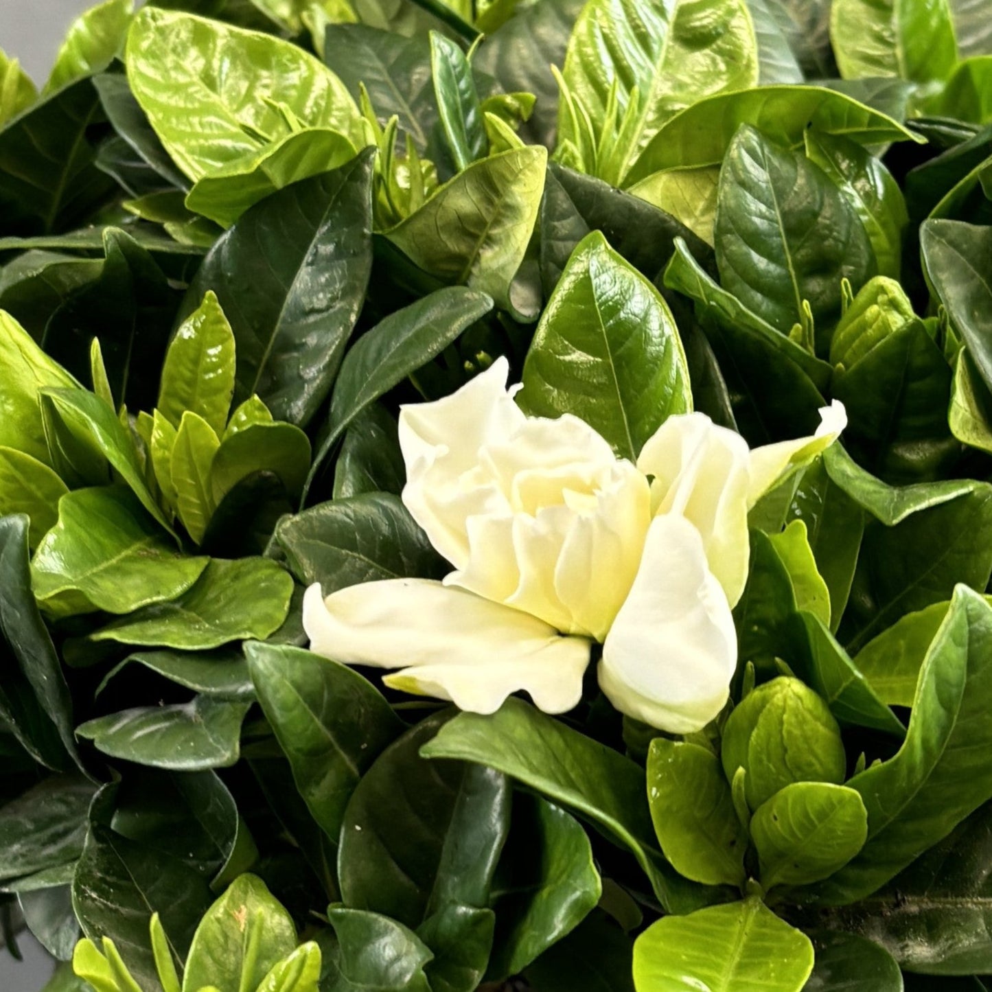 Gardenia
