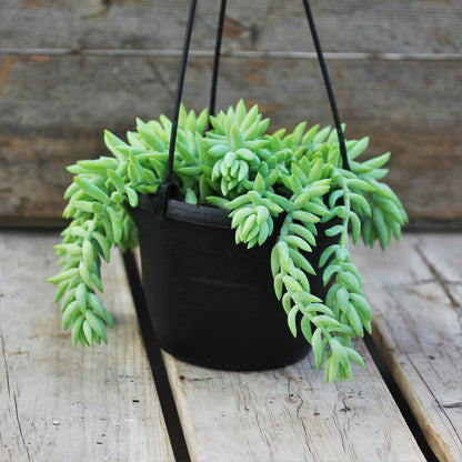 Burro's-Tail
