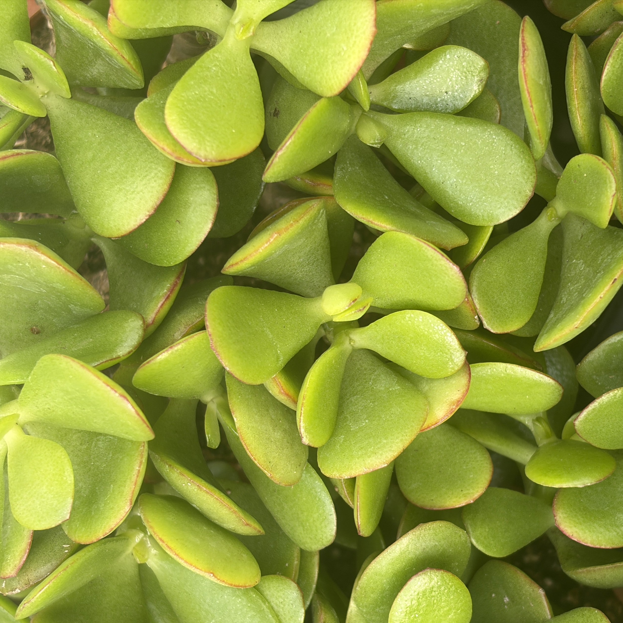 Jade Plant
