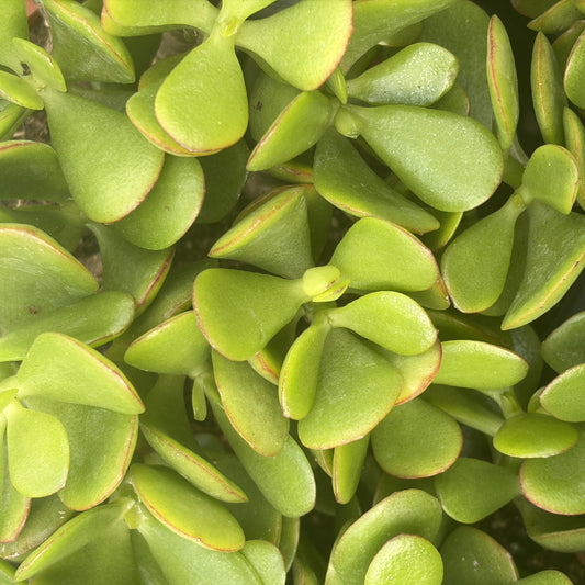 Jade Plant