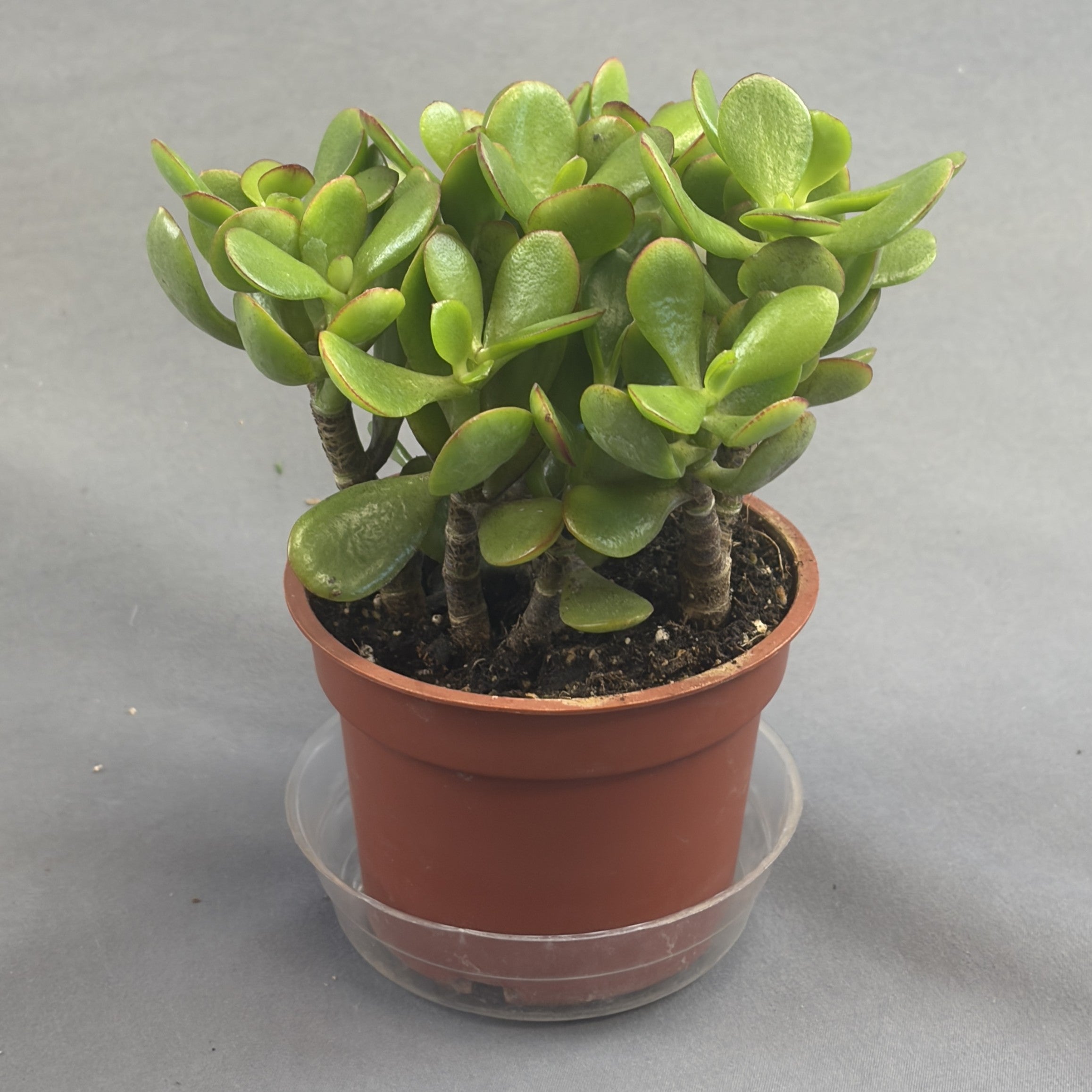 Jade Plant