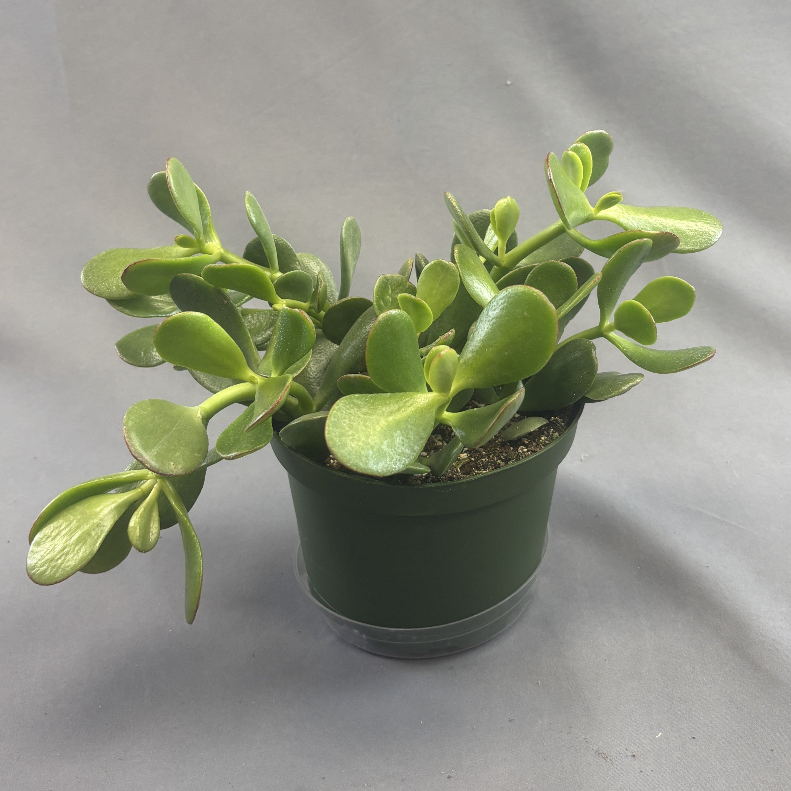 Jade Plant