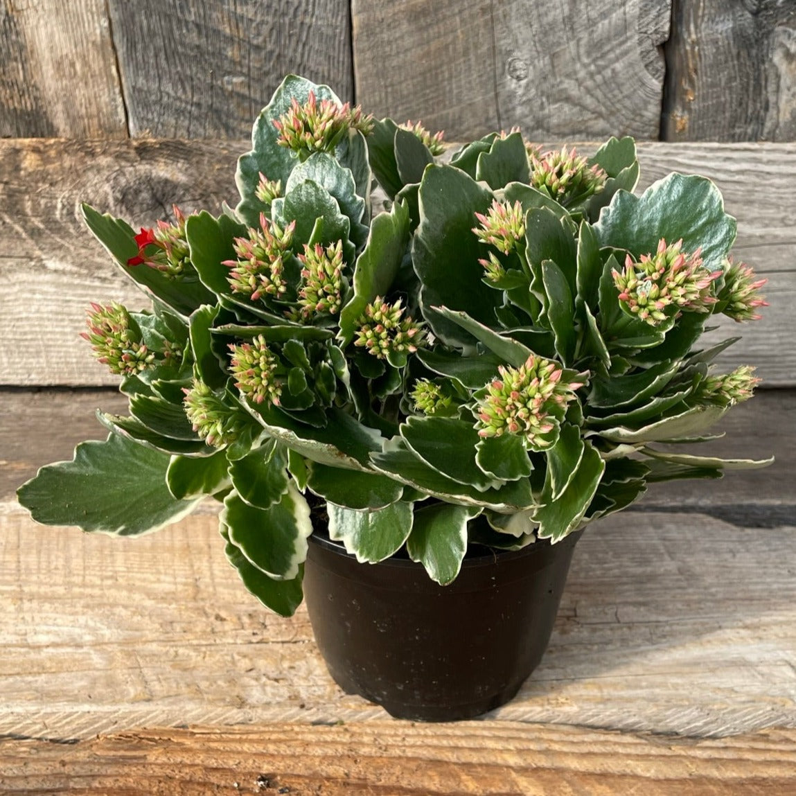 Kalanchoe 'Kandy Kane'