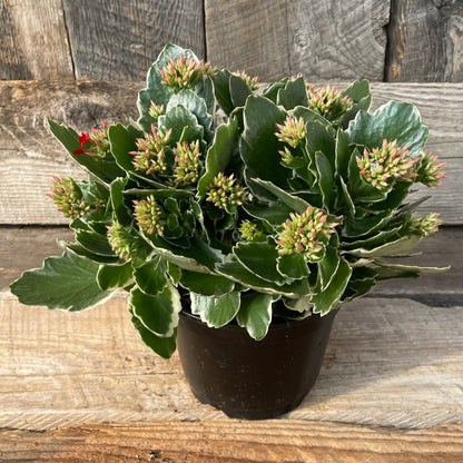 Kalanchoe 'Kandy Kane'