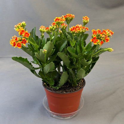 Kalanchoe