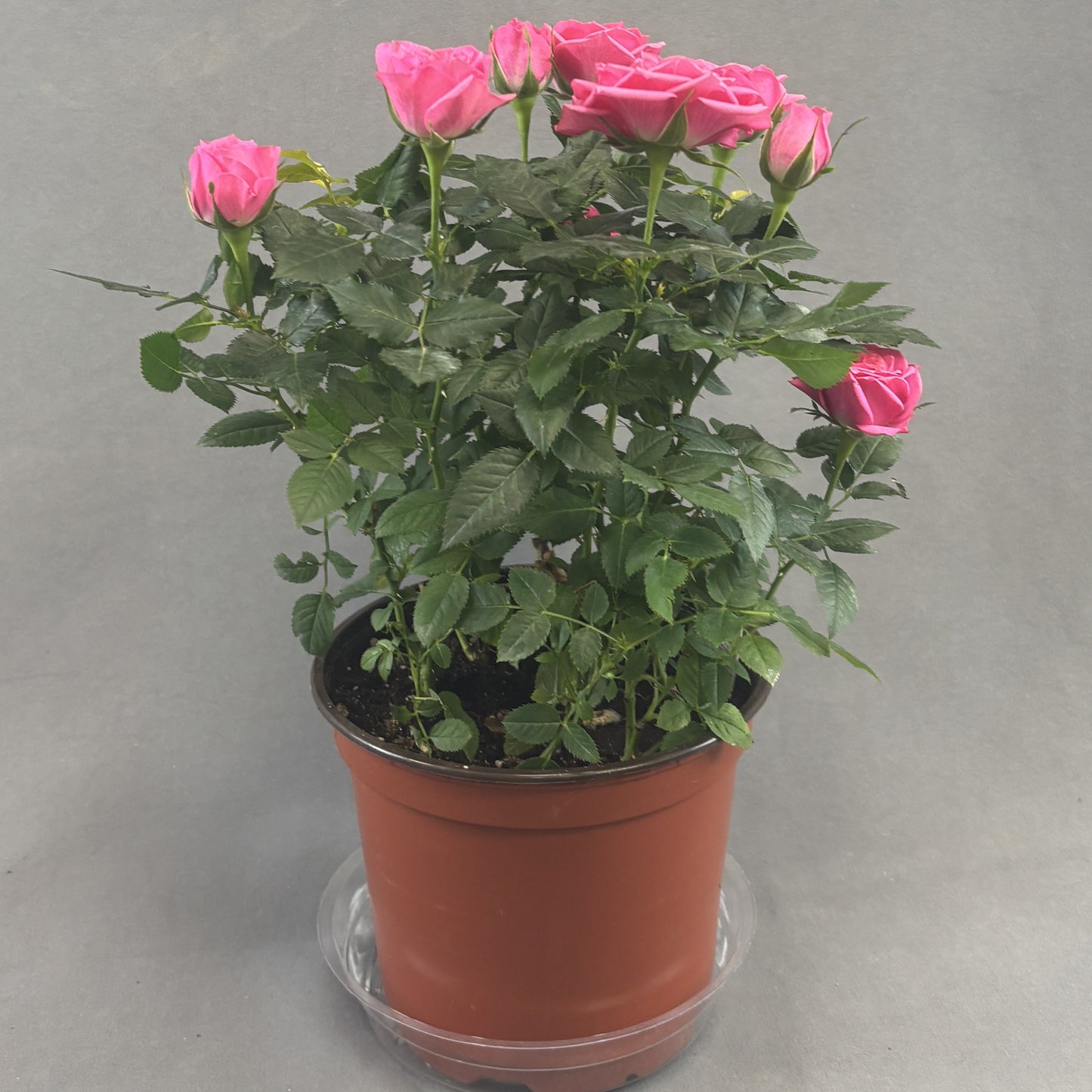 Mini Rose Bush Assorted