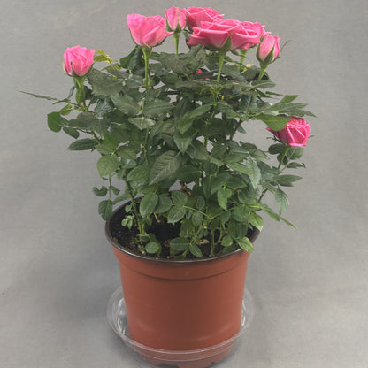 Mini Rose Bush Assorted