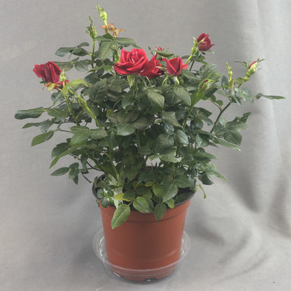 Mini Rose Bush Assorted