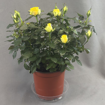 Mini Rose Bush Assorted