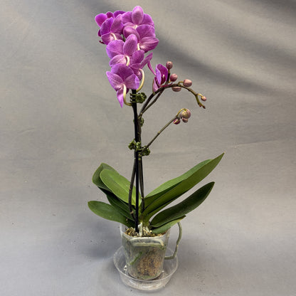 Orchid Phalaenopsis