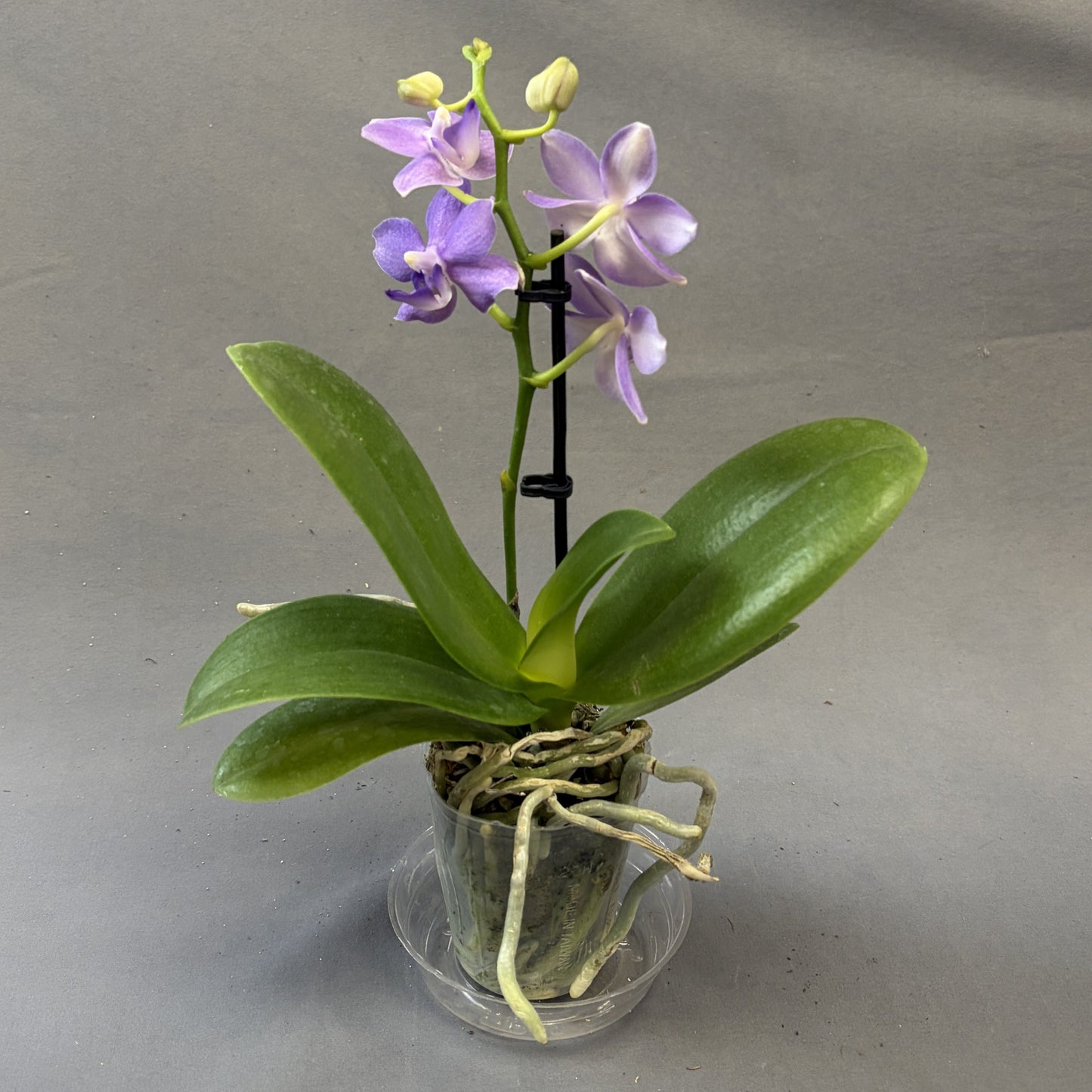Orchid Phalaenopsis
