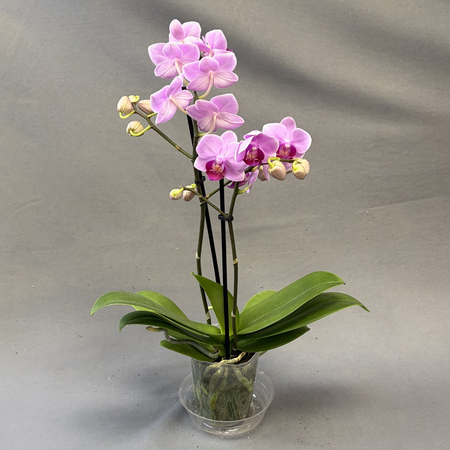 Orchid Phalaenopsis