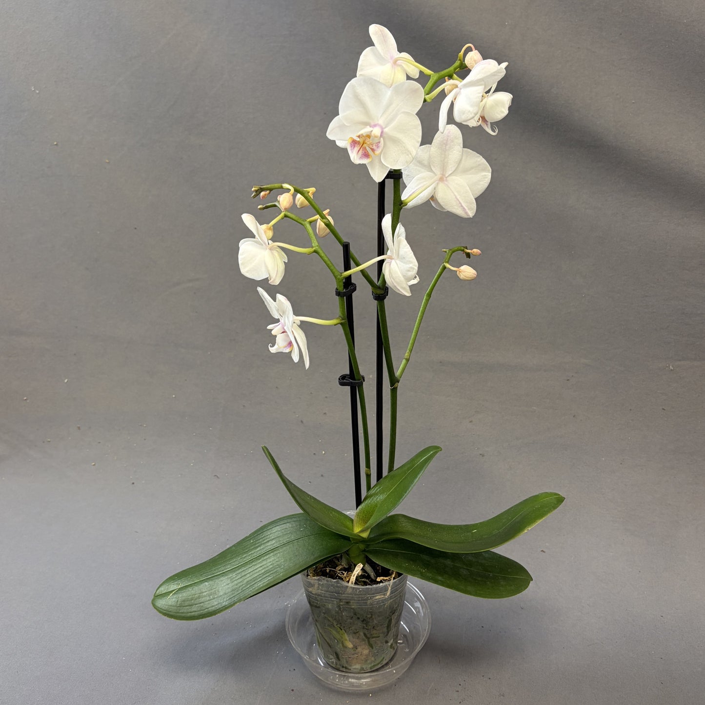 Orchid Phalaenopsis