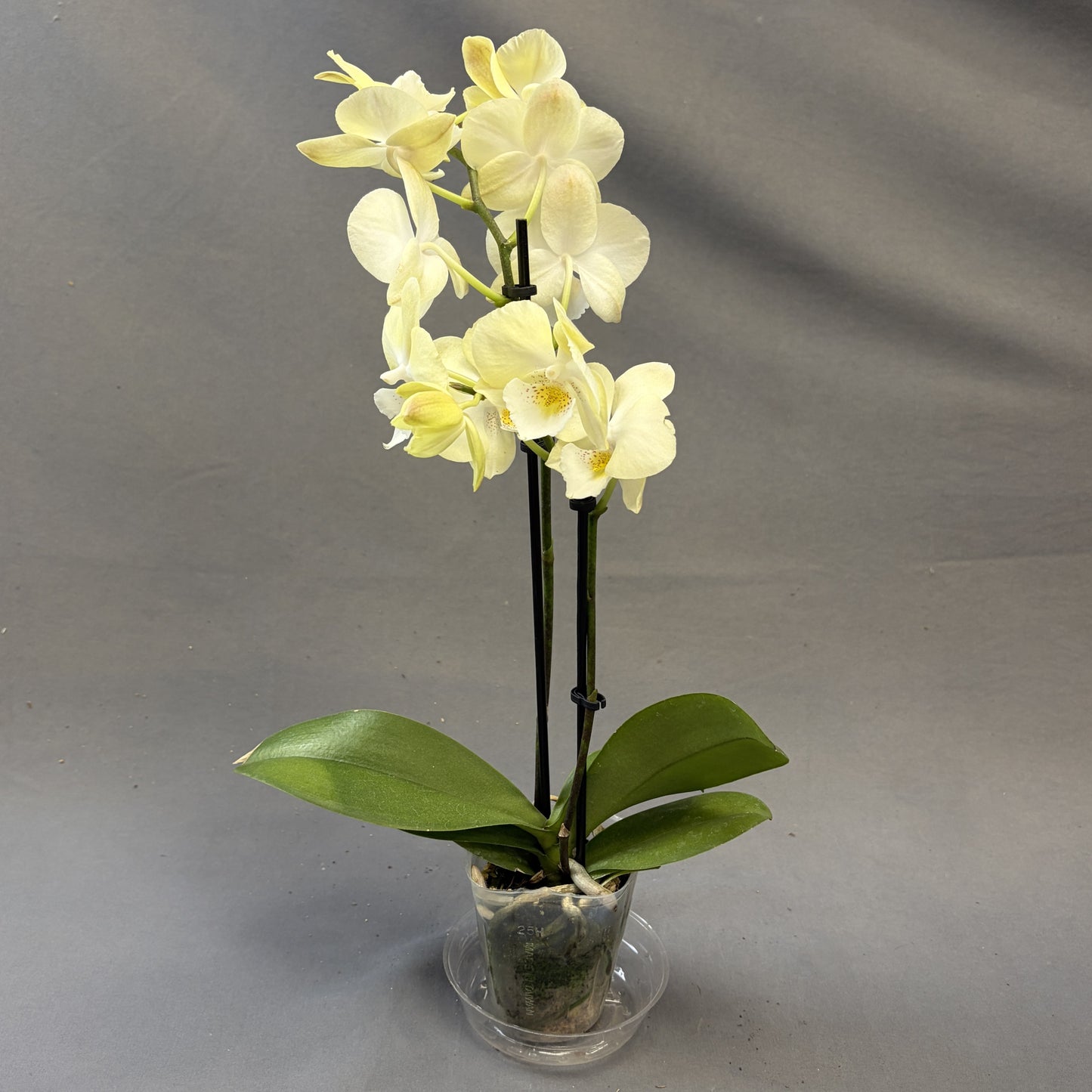 Orchid Phalaenopsis