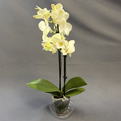 Orchid Phalaenopsis