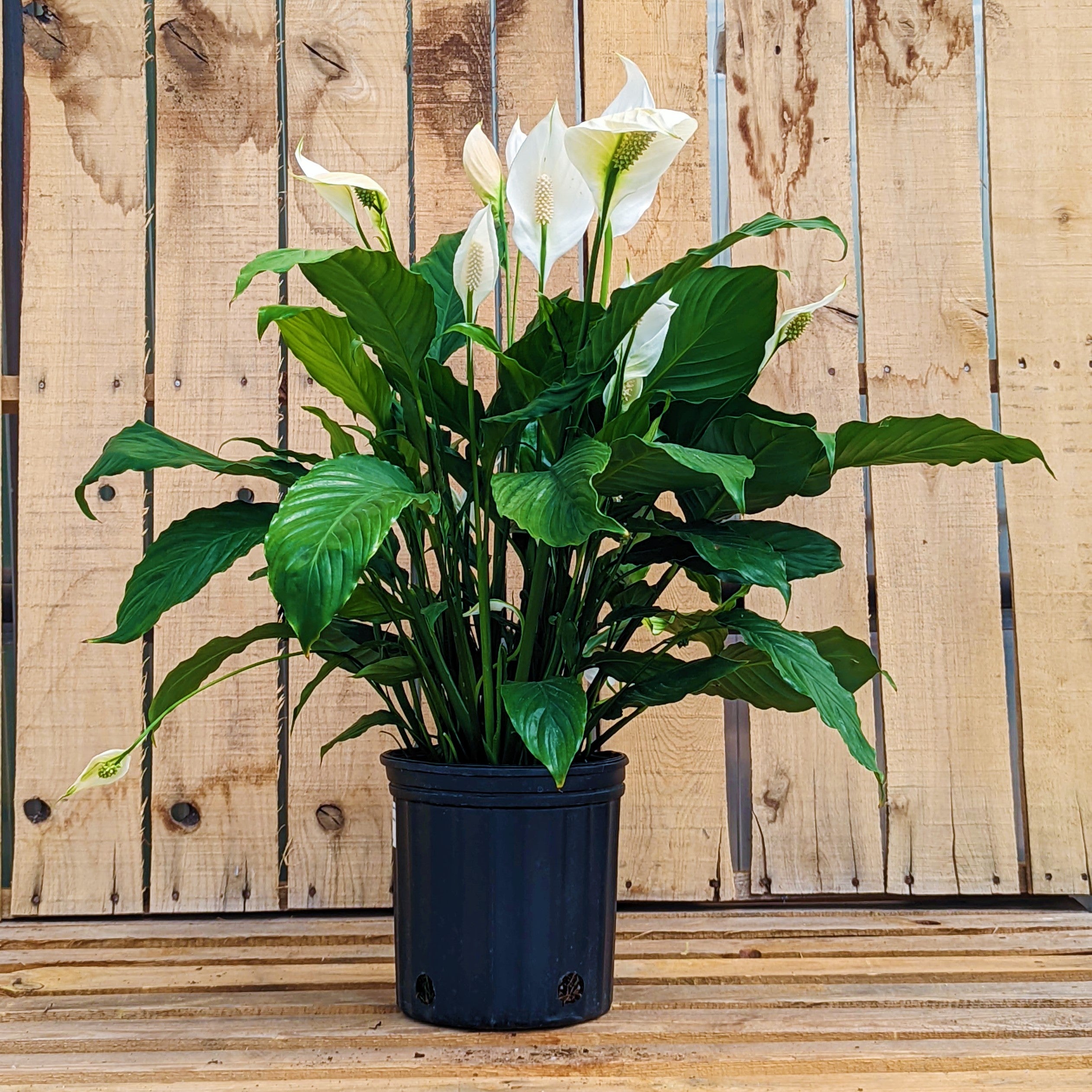 Peace Lily