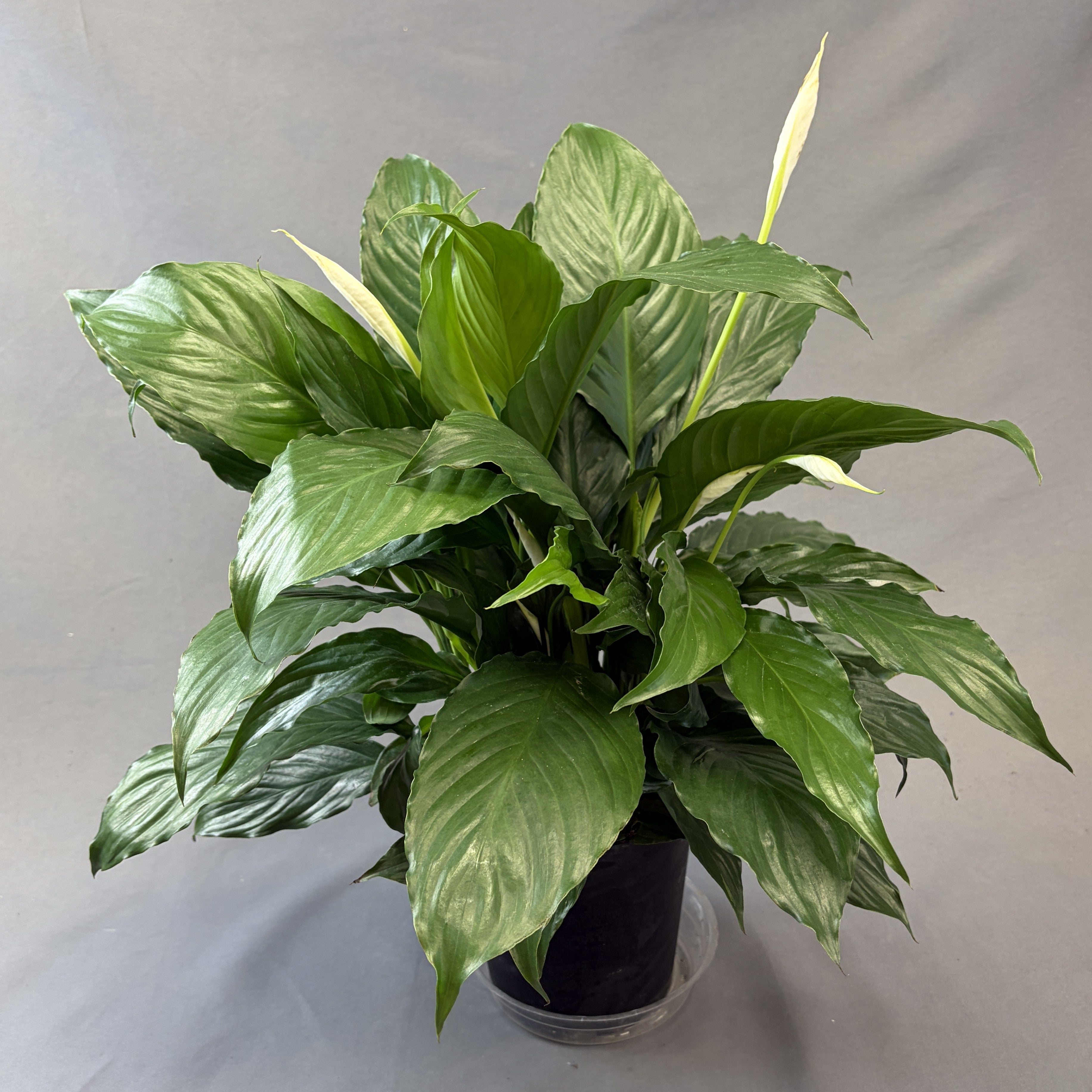 Peace Lily