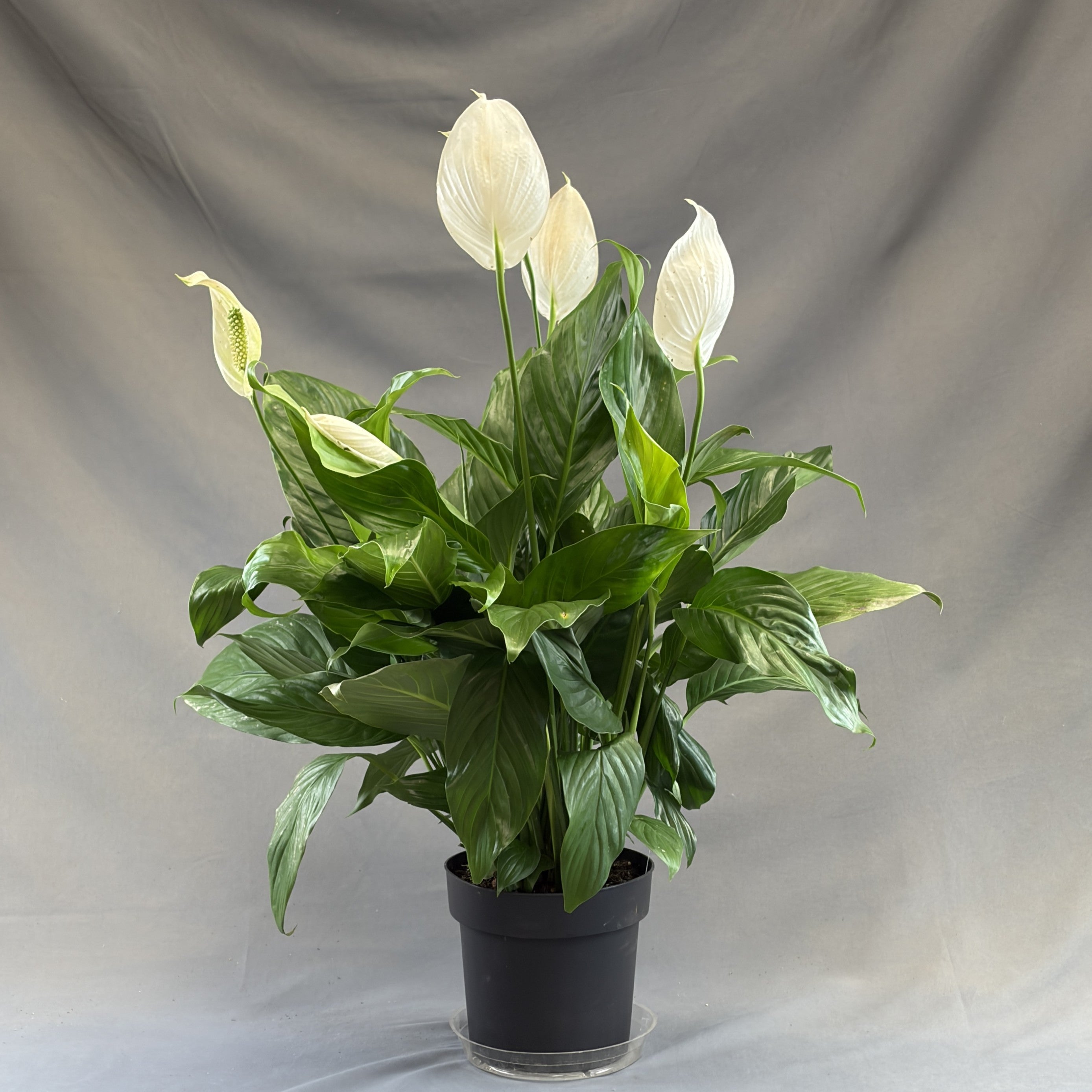 Peace Lily