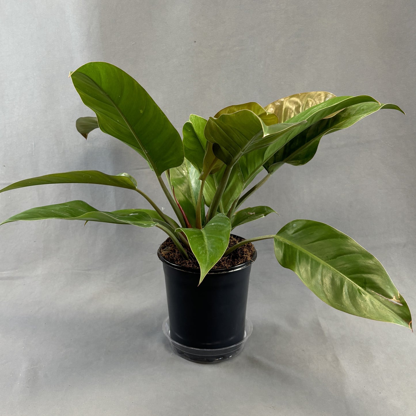 Philodendron 'Imperial Red'