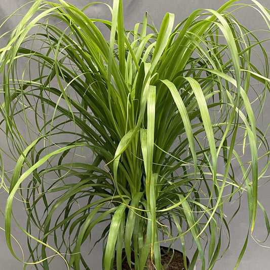 Ponytail Palm