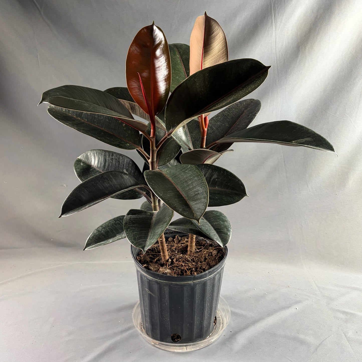 Ficus 'Burgundy'