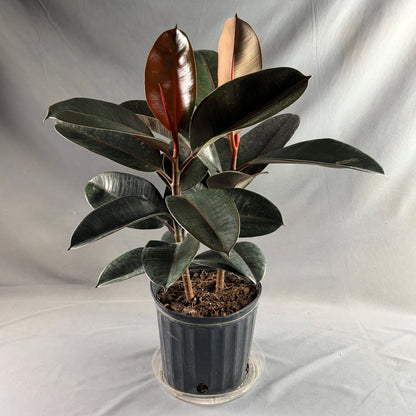 Ficus 'Burgundy'