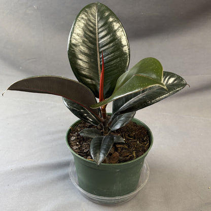 Ficus 'Burgundy'