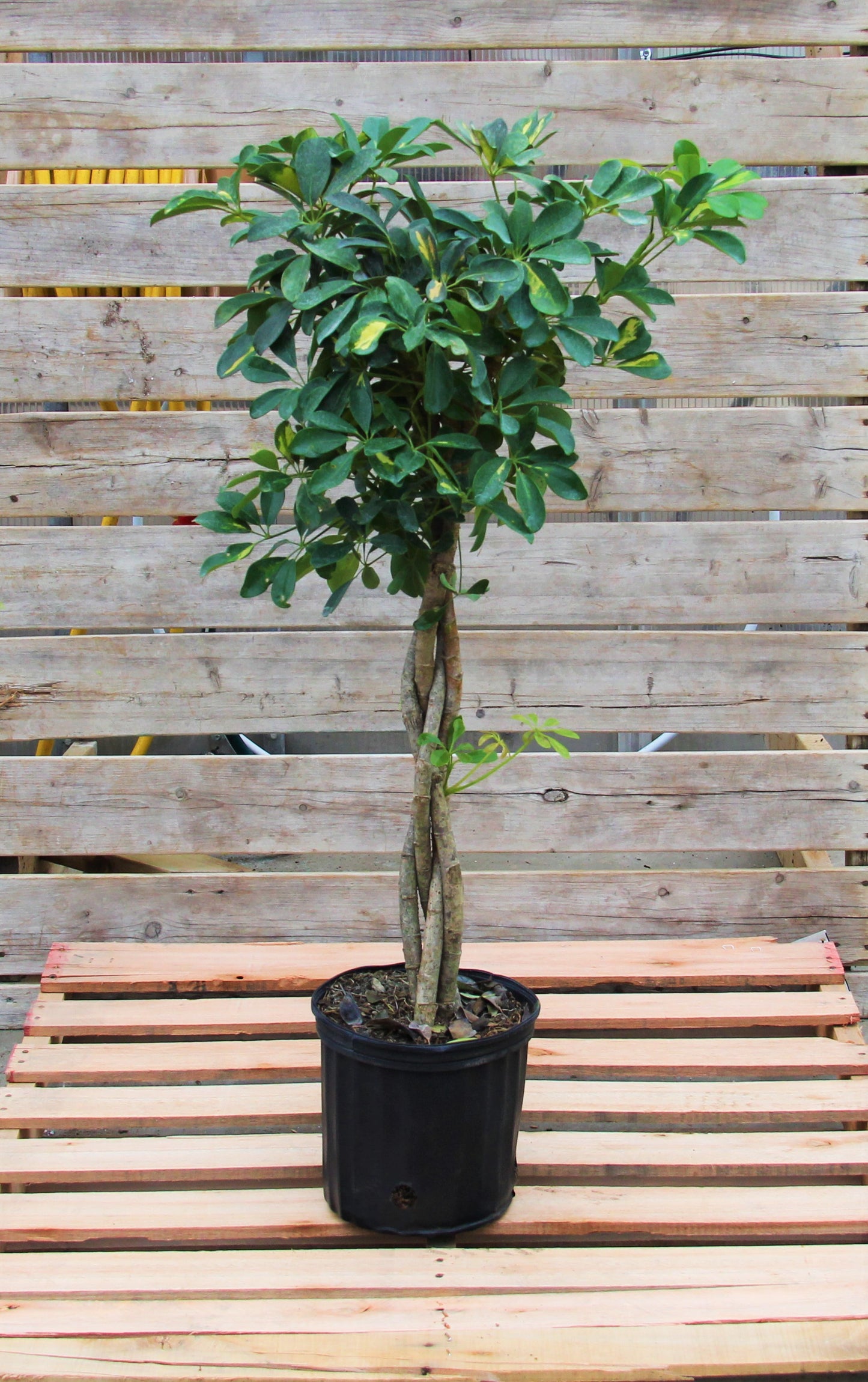 Schefflera arboricola