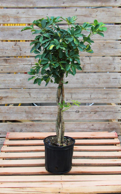 Schefflera arboricola