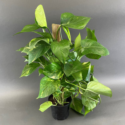 Pothos 'Golden'