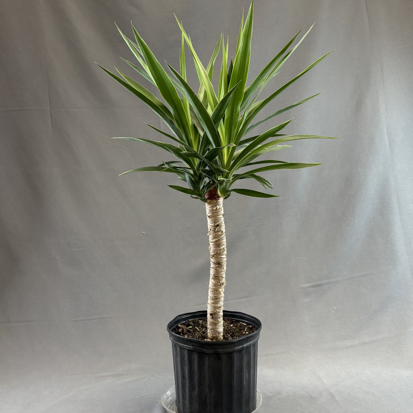 Yucca Cane