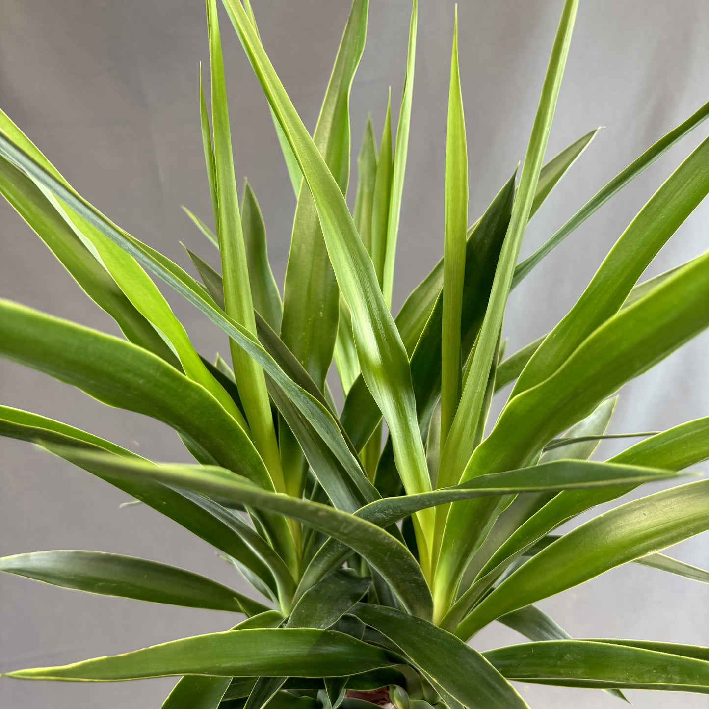Yucca Cane