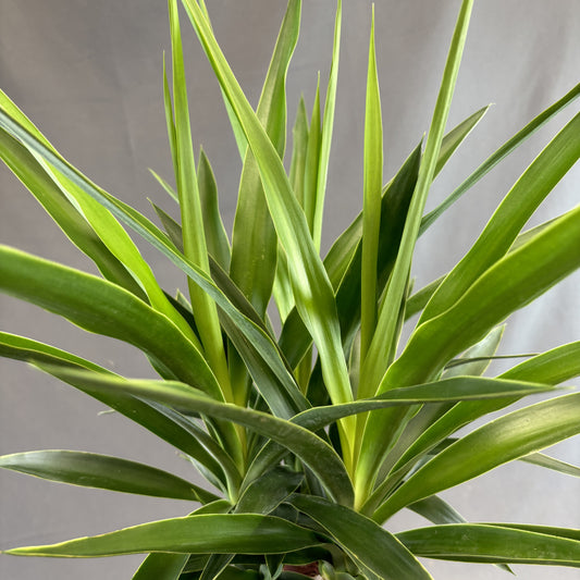 Yucca Cane