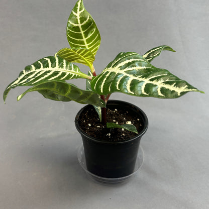 Zebra Plant