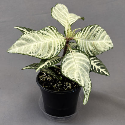 Zebra Plant