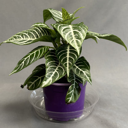 Zebra Plant