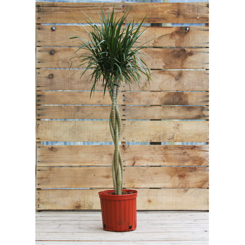 Dracaena marginata