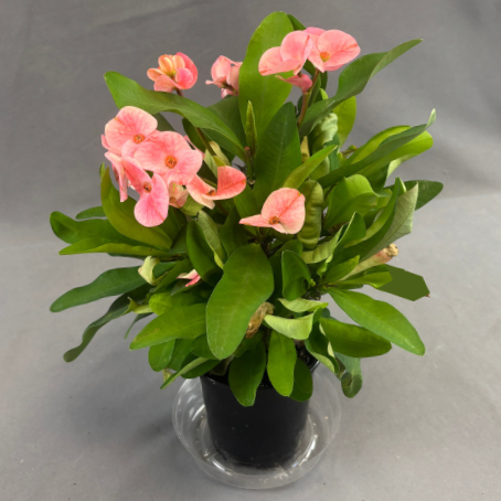 Euphorbia 'Crown-of-Thorns'