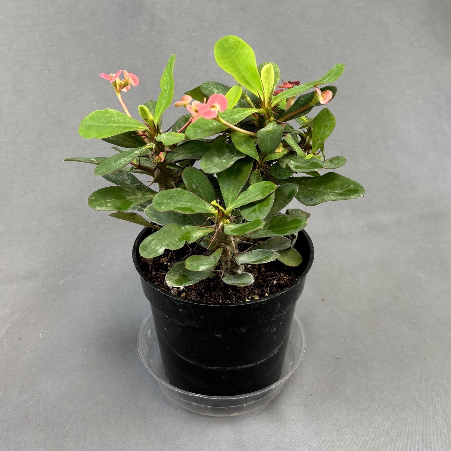 Euphorbia 'Crown-of-Thorns'