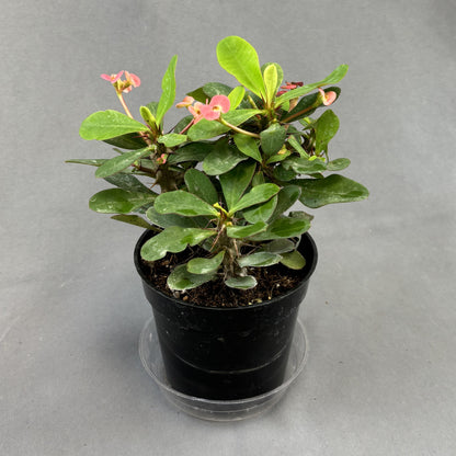 Euphorbia 'Crown-of-Thorns'