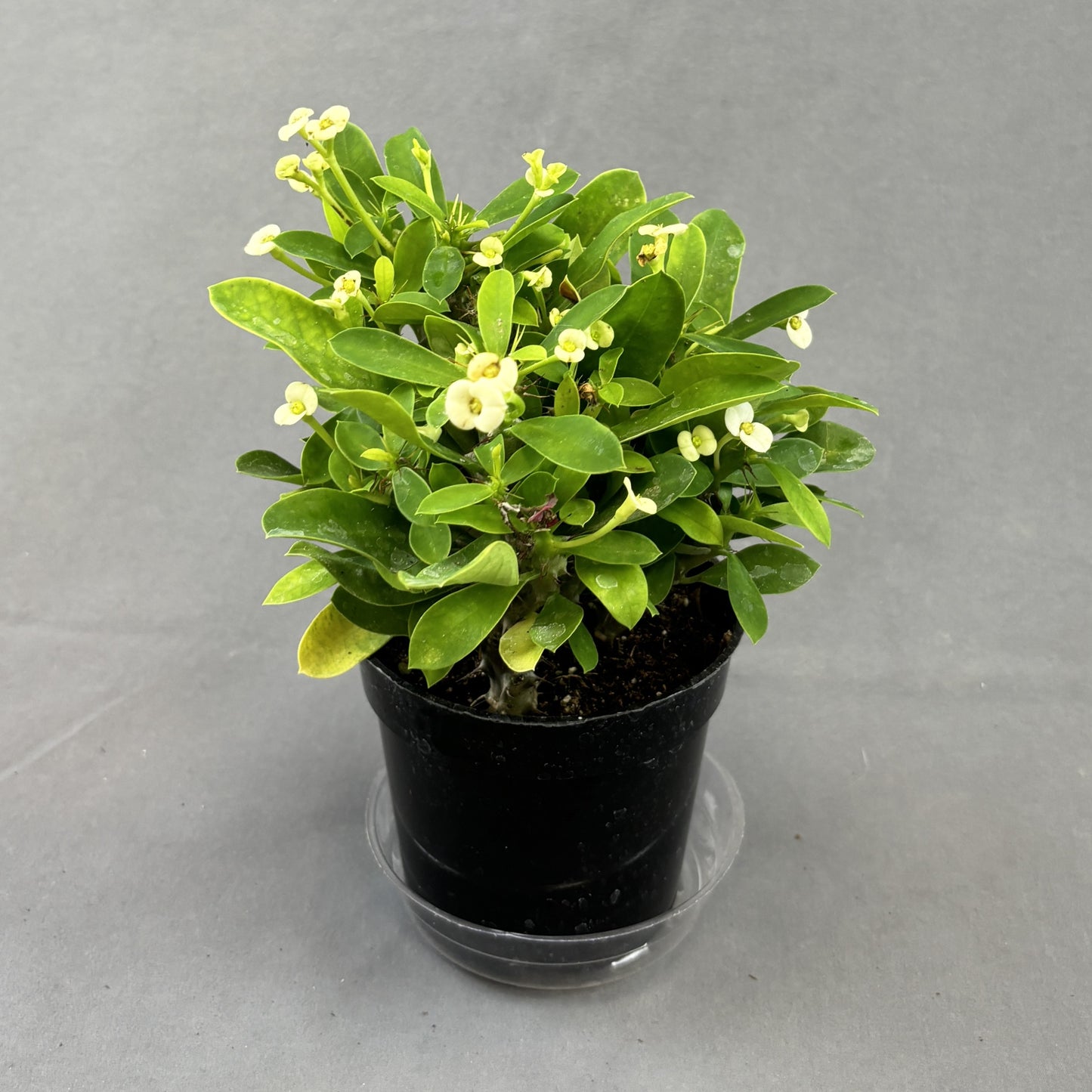 Euphorbia 'Crown-of-Thorns'